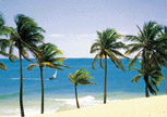 palmen op strand